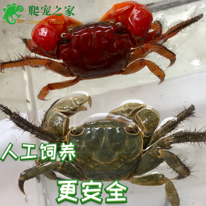 将军蟹观赏蟹相手蟹水族螃蟹辣椒蟹淡水蟹西瓜蟹桌面宠物蟹活体