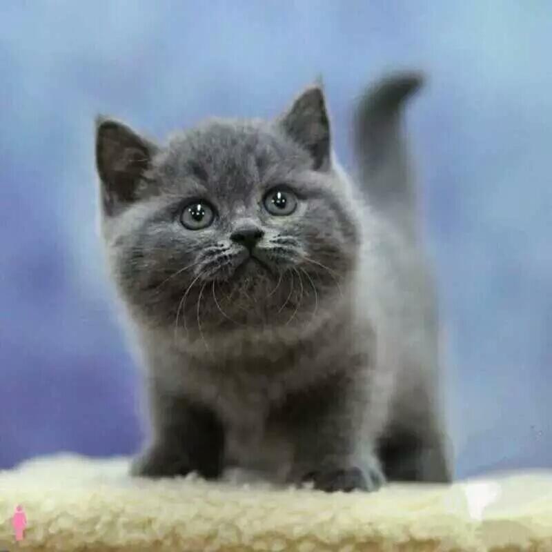 英短折耳蓝猫美短蓝白加菲布偶金银渐层幼崽小猫活体宠物猫咪活物