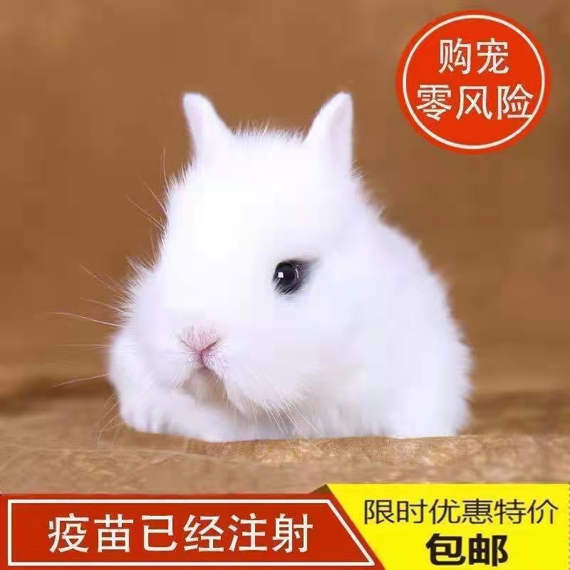 迷你侏儒兔子活物凤眼海棠长不大小型茶杯兔宿舍宠物垂耳兔活体