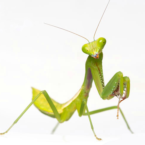 云南斧螳巨斧螳螂活体宠物昆虫另类儿童教室礼物兰花魔花刺花现货