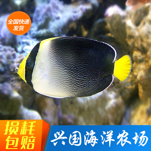 黄尾仙海水鱼活体天皇仙珊瑚神仙鱼定水快递包活小型宠物鱼