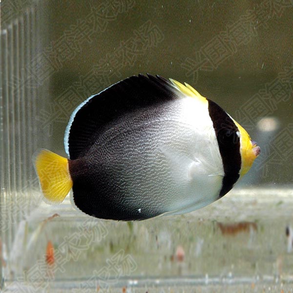 黄尾仙海水鱼活体天皇仙珊瑚神仙鱼定水快递包活小型宠物鱼