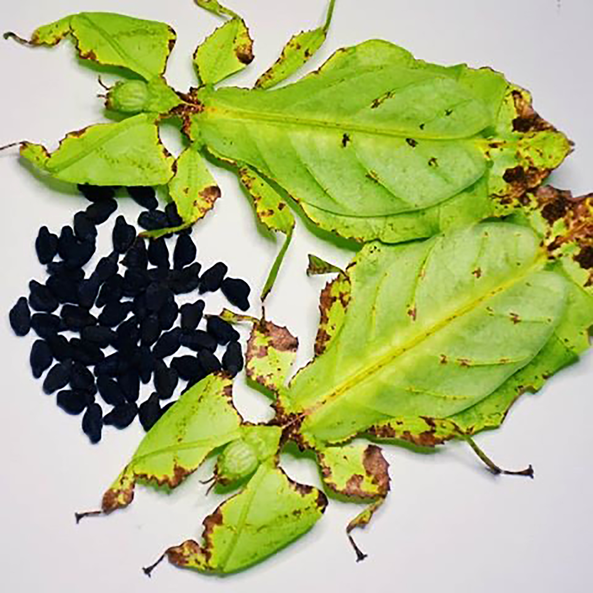 马来巨人叶虫竹节虫巨型宠物昆虫奇趣科普竹节虫饲育伪装生物