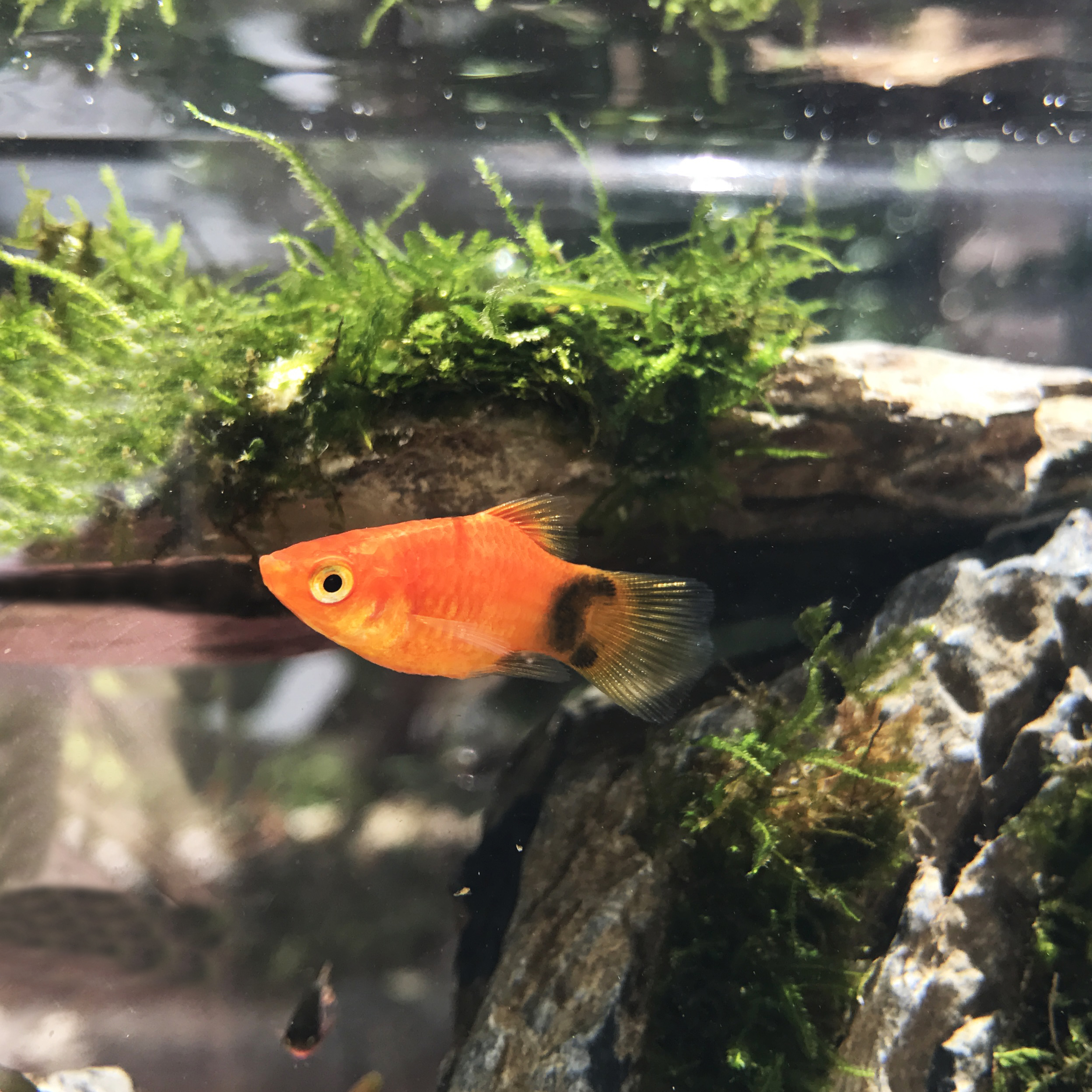 米奇鱼活体鱼包邮小型热带鱼淡水鱼活体剑尾鱼胎生鱼水族宠物鱼