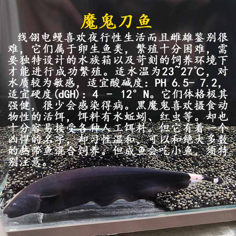 魔鬼刀反天尼罗河古代电鳗鱼热带鱼观赏鱼鱼苗淡水鱼宠物活体包邮