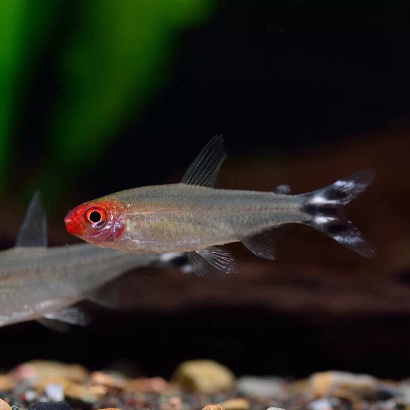 红鼻剪刀灯鱼活体小型热带淡水观赏鱼草缸灯鱼活体宠物群游鱼