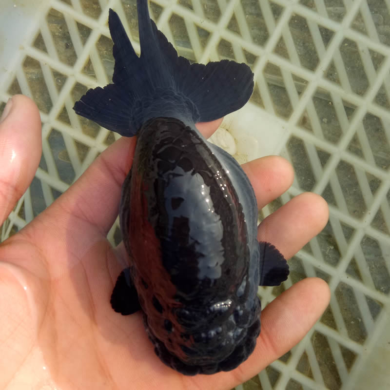 精品兰寿金鱼活体黑寿淡水鱼纯黑观赏鱼批小尾发财鱼水族宠物包邮