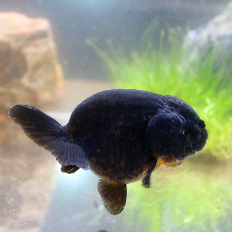 精品兰寿金鱼活体黑寿淡水鱼纯黑观赏鱼批小尾发财鱼水族宠物包邮