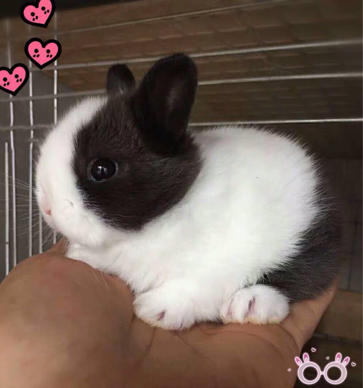 宠物兔子活物侏儒兔活体迷你小型凤眼海棠西施猫猫兔茶杯兔长不大