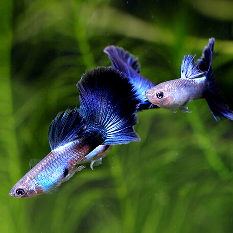 孔雀鱼活体热带观赏鱼纯种凤尾淡水红绿灯好养小型胎生鱼宠物金鱼