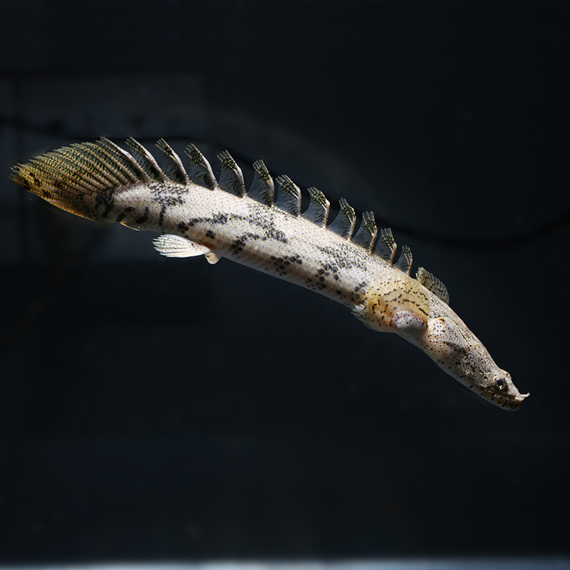 虎纹恐龙鱼活虎斑恐龙鱼苗热带观赏鱼水族中大型鱼宠物鱼龙鱼配鱼