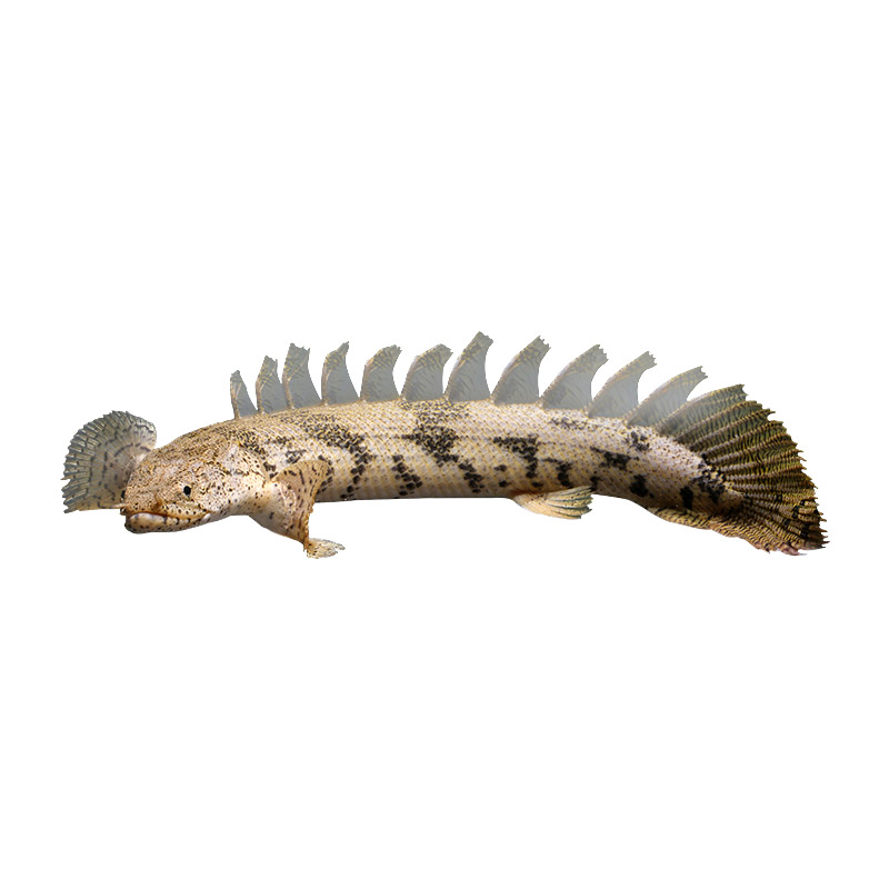 虎纹恐龙鱼活虎斑恐龙鱼苗热带观赏鱼水族中大型鱼宠物鱼龙鱼配鱼