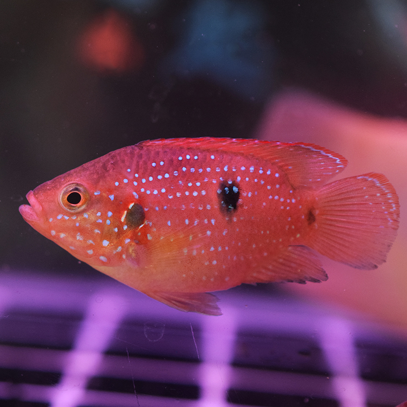 红宝石鱼血钻鱼非洲三湖慈鲷鱼热带鱼淡水鱼观赏鱼水族宠物活体鱼