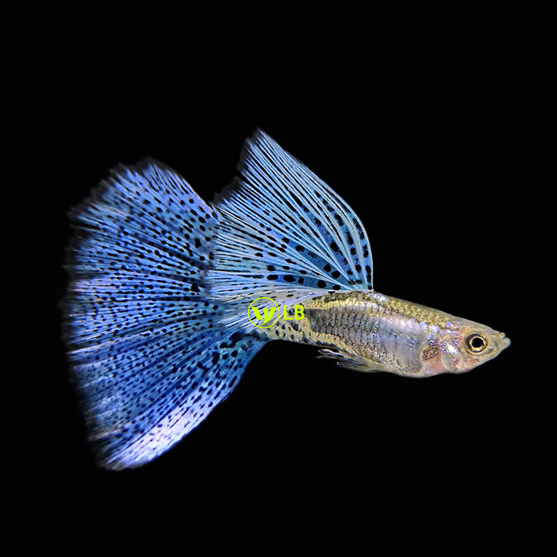 孔雀鱼活体纯种精品蓝草尾凤尾鱼观赏鱼热带鱼自家繁殖宠物