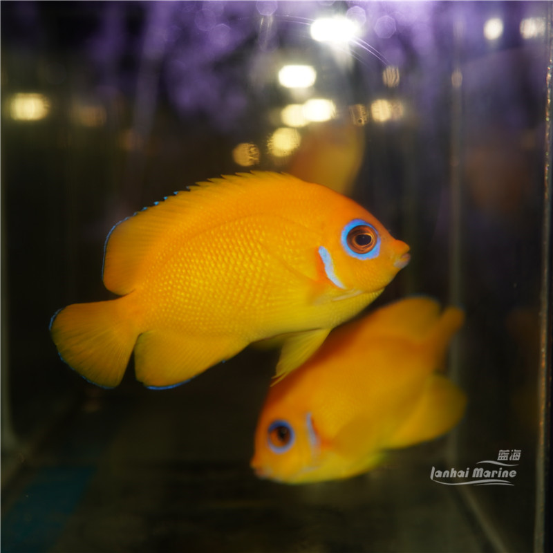 柠檬批海水观赏鱼小型神仙鱼活体宠物顺丰包活