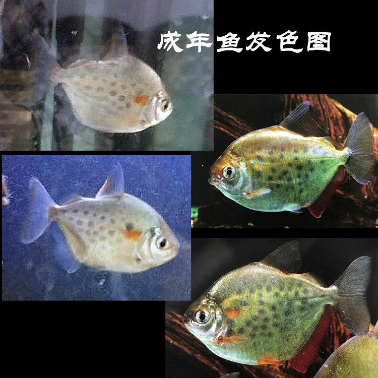 喷点银板鱼粗线细线豹点中型热带鱼观赏鱼鱼苗淡水鱼宠物活体包邮