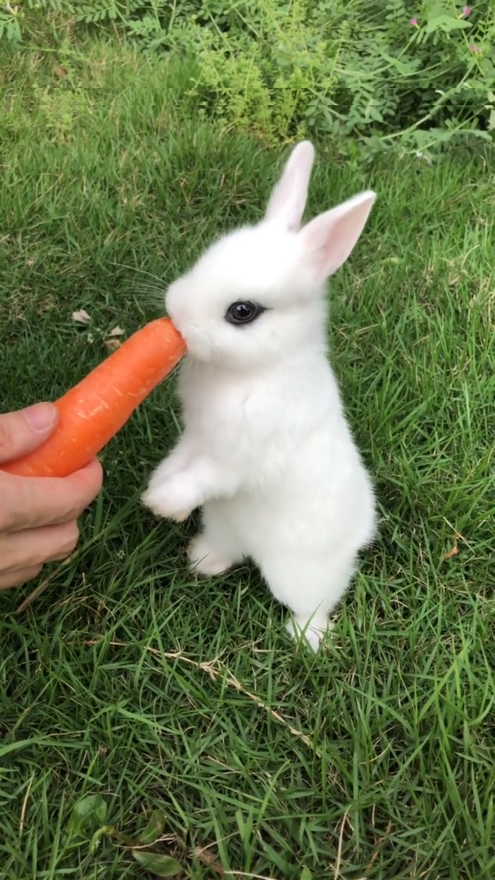 活体侏儒兔公主兔小型迷凤眼西施茶杯兔长不大宠物兔子活物荷兰兔