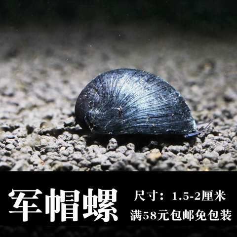 苹果螺观赏螺工具螺水族宠物活体草缸除藻龟粮食活体淡水繁殖包邮