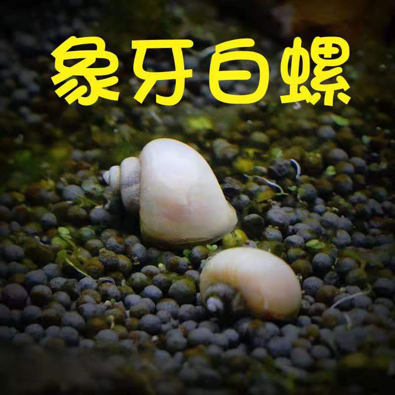 苹果螺观赏螺工具螺水族宠物活体草缸除藻龟粮食活体淡水繁殖包邮