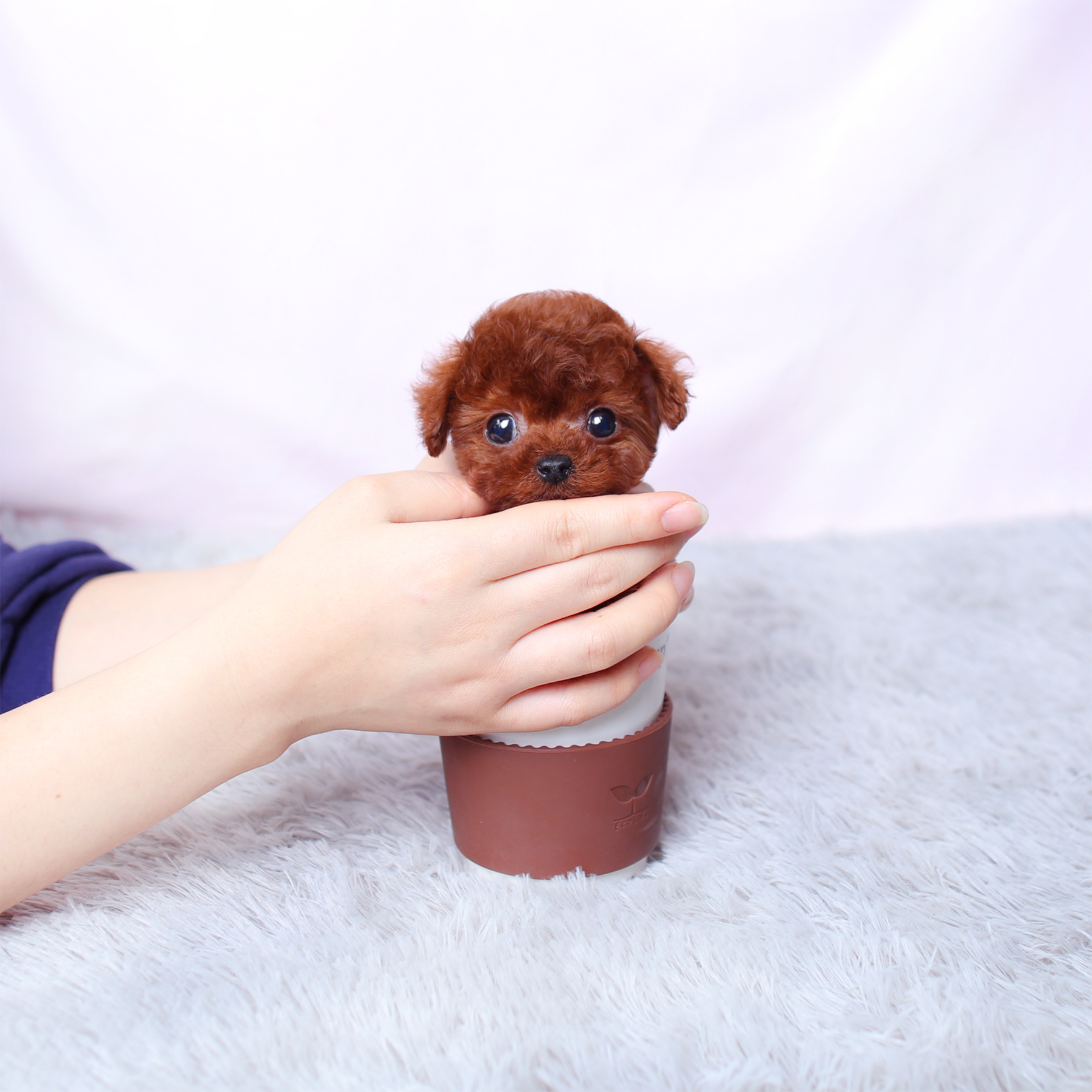 跳跳山庄纯种茶杯犬泰迪幼犬活犬贵宾犬宠物小狗狗泰迪活体