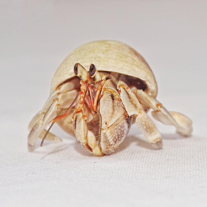 陆养灰白草莓寄居蟹西伯利斯深紫里拉lila短腕宠物活体螃蟹观赏蟹