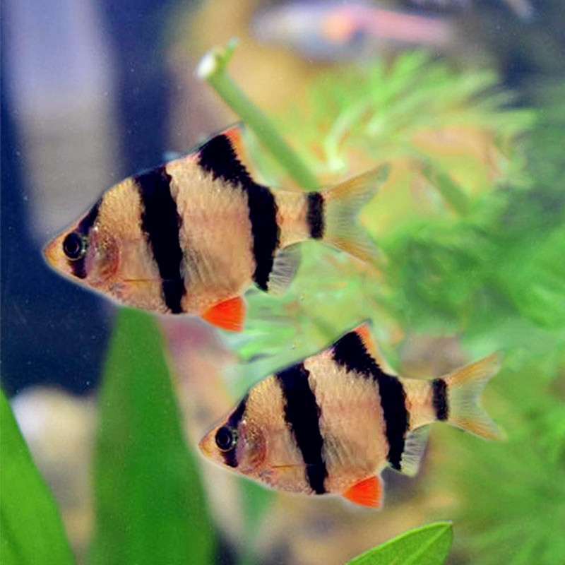 虎皮鱼活体鱼淡水鱼四间鱼小型鱼宠物鱼金鱼好养耐活鱼群游观赏鱼