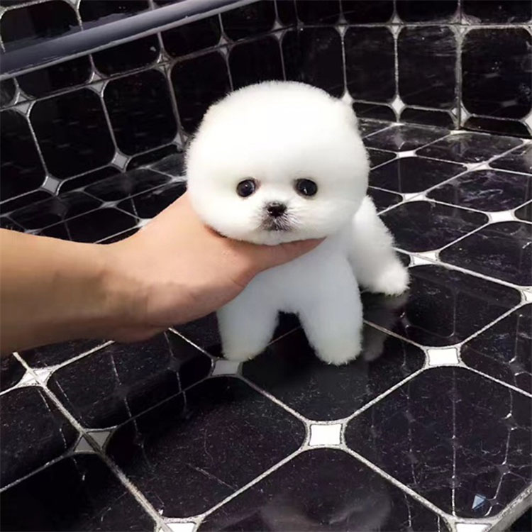 纯种长不大的袖珍茶杯犬泰迪比熊贵宾俊介博美犬幼犬活体宠物狗狗