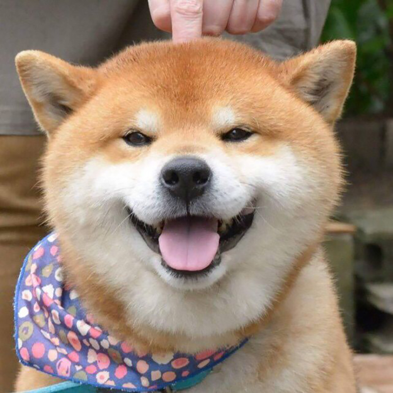 纯种日本秋田犬网红柴犬豆柴表情包柴犬幼犬家养庭犬活体宠物狗狗