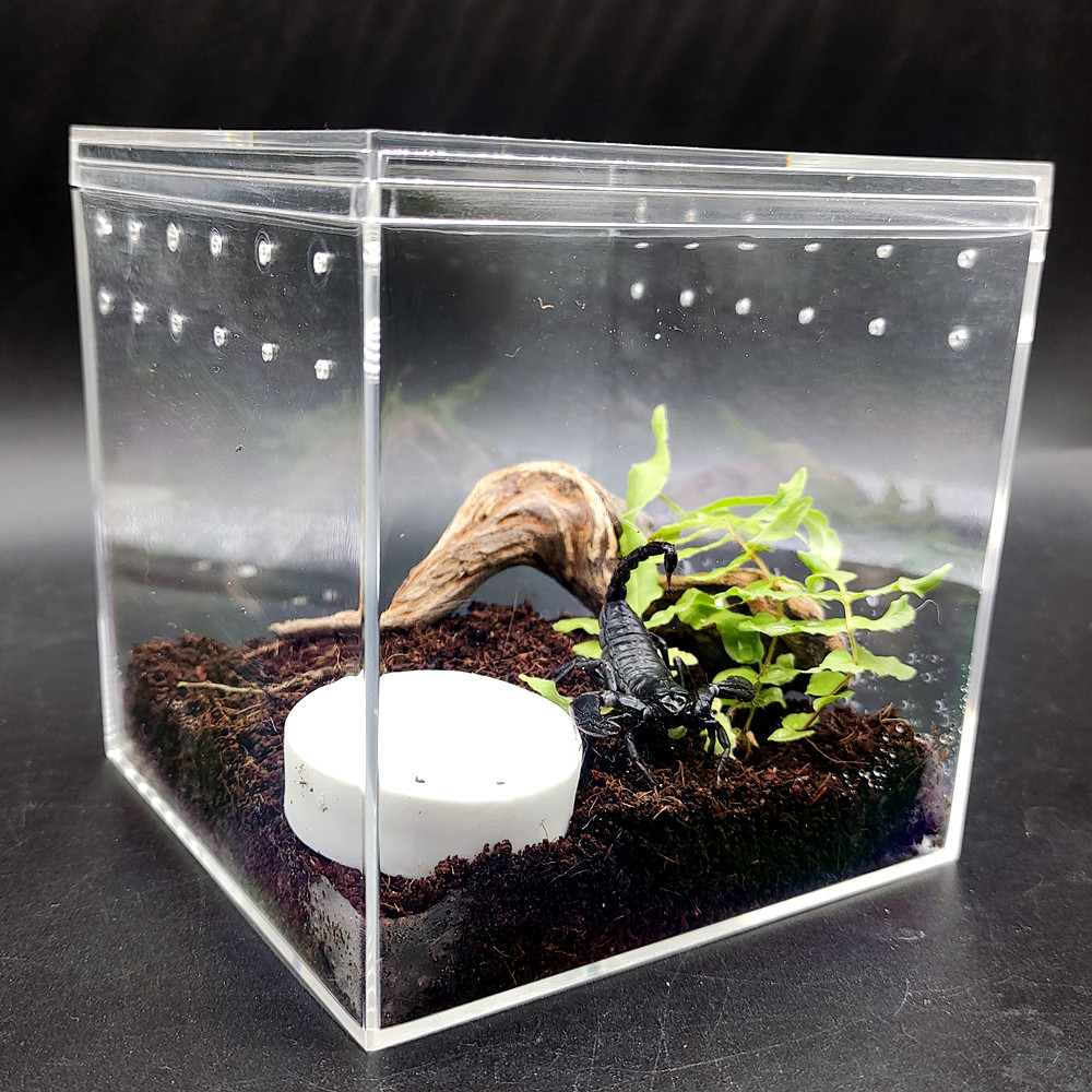 亚洲宠物蝎子雨林蝎公母繁殖组爬宠异宠黑蝎子温顺亚克力饲养套装