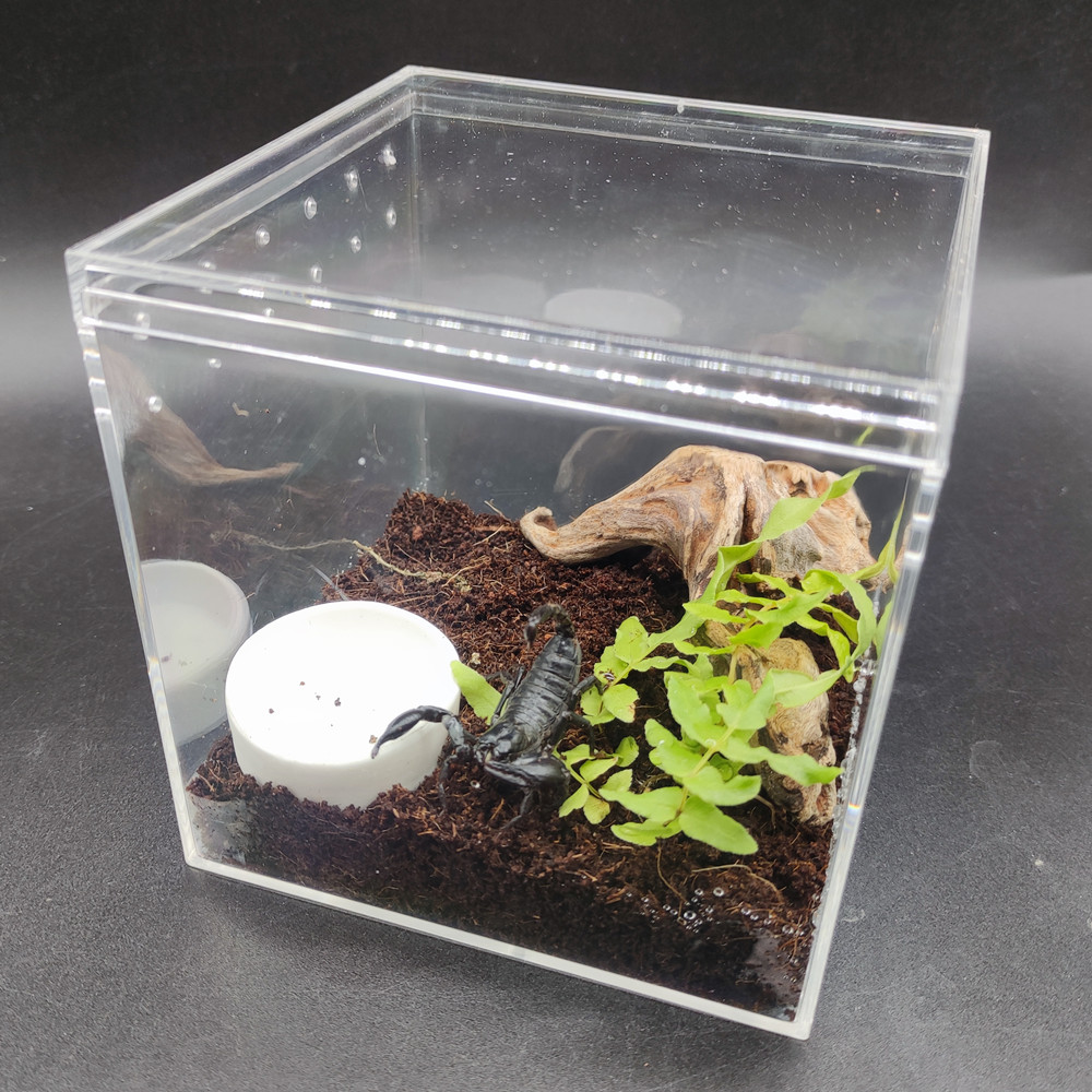 亚洲宠物蝎子雨林蝎公母繁殖组爬宠异宠黑蝎子温顺亚克力饲养套装