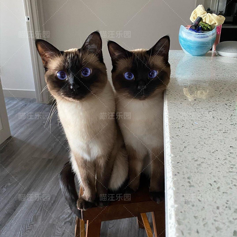 纯种罗猫暹罗猫幼猫星罗猫暹罗猫虎斑美短猫暹罗猫宠物猫咪活物