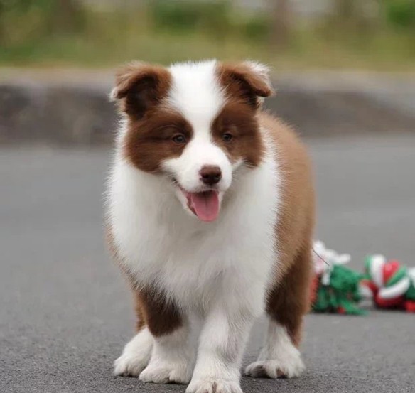 純種邊境牧羊犬幼犬大型高智商寵物活體狗黑白隕石金色賽級邊牧