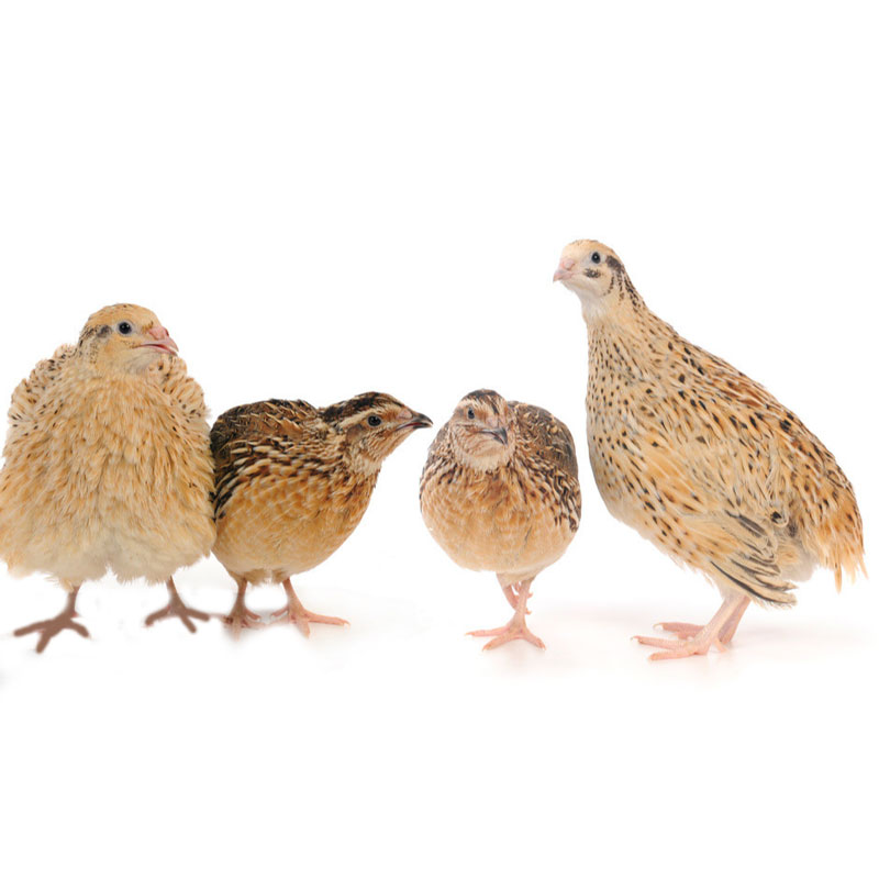 鹌鹑活苗天天下蛋繁殖鹌鹑种鸟好养小鹌鹑活体宠物芦花鸡活物散养