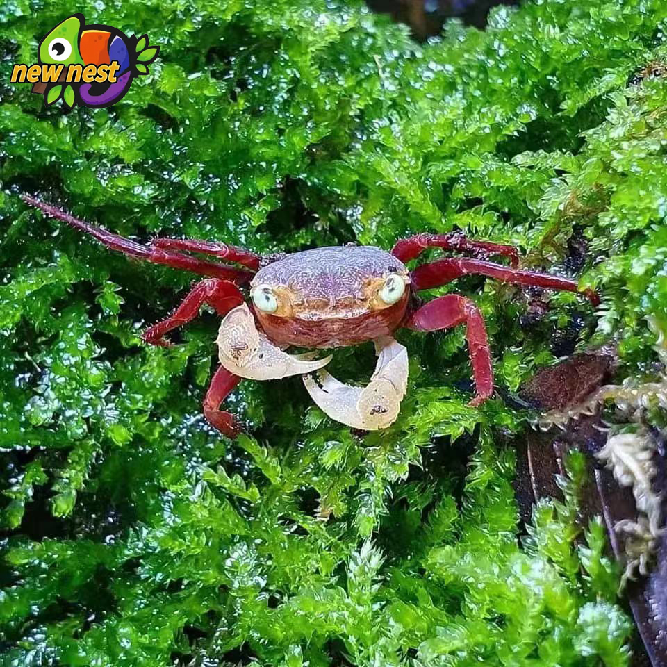 苏拉威西恶魔蟹相手蟹黄眼橘色吸血鬼螃蟹懒人宠物虾蟹鱼类可混养