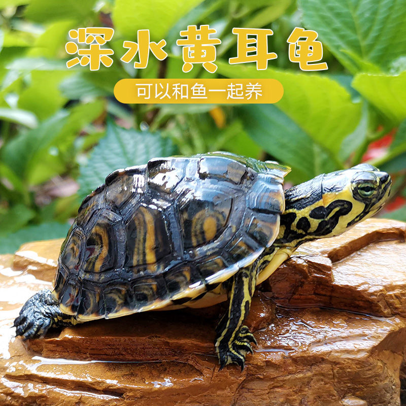 深水黄耳龟长寿冷水鱼缸混养长寿龟小乌龟活物稀有小宠物龟吃粪龟