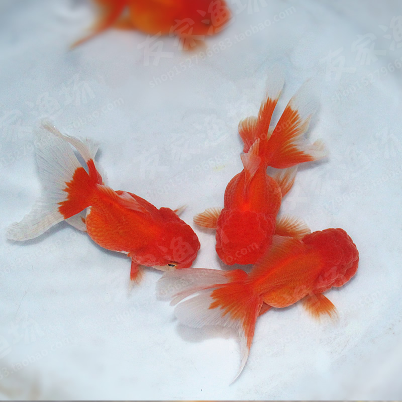 泰狮金鱼活体纯红狮头水族精品观赏鱼宠物鱼淡水鱼苗包邮包活