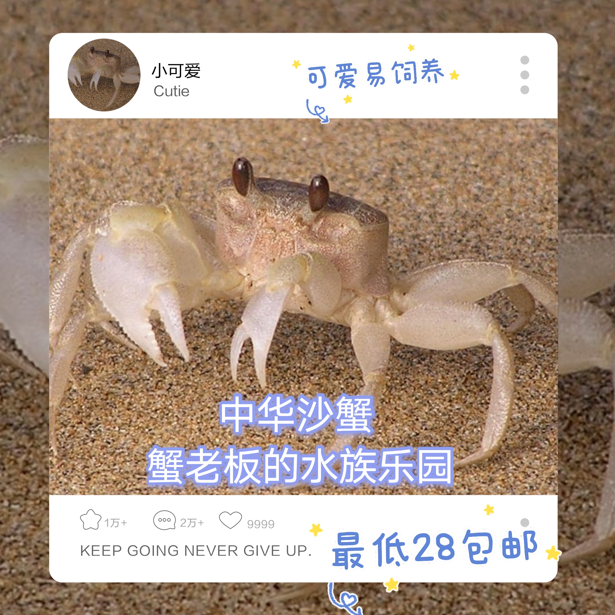 中华沙蟹可爱大眼睛沙蟹宠物寄居蟹混养小螃蟹懒人桌宠易养干净