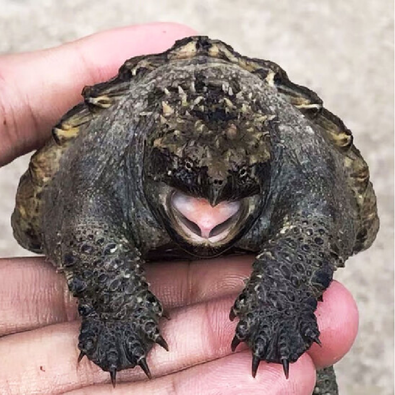 杂佛鳄龟能长多大?图片