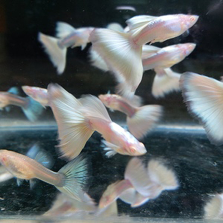 水族宠物孔雀鱼活白金礼服凤尾种鱼纯热带观赏淡水鱼小型群游包损