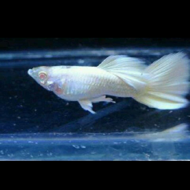 水族宠物孔雀鱼活白金礼服凤尾种鱼纯热带观赏淡水鱼小型群游包损