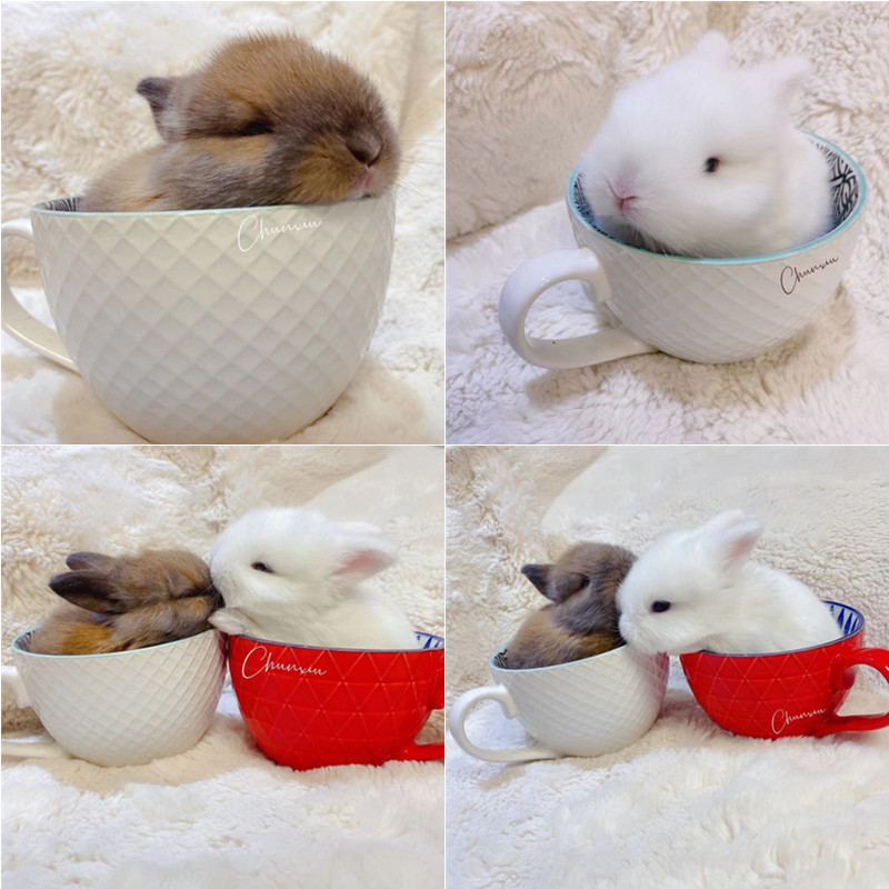 宠物兔子活物荷兰兔侏儒兔垂耳茶杯幼崽纯种小型猫猫活体折耳迷你