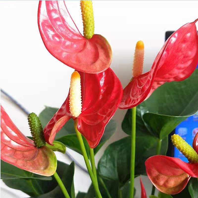 一帆风顺四季水培植物白掌红掌粉掌室内绿植盆栽花卉园艺桌面盆景