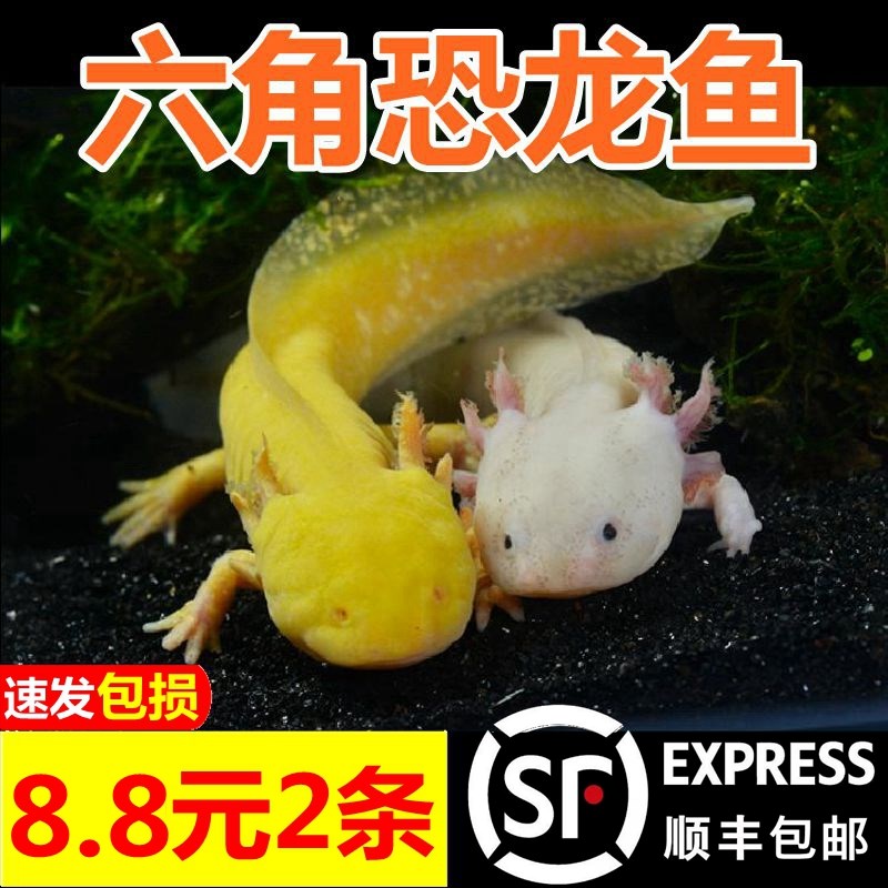 宠物大型六角恐龙小火龙鱼活体冷水清道夫鱼清洁鱼缸小型观赏鱼