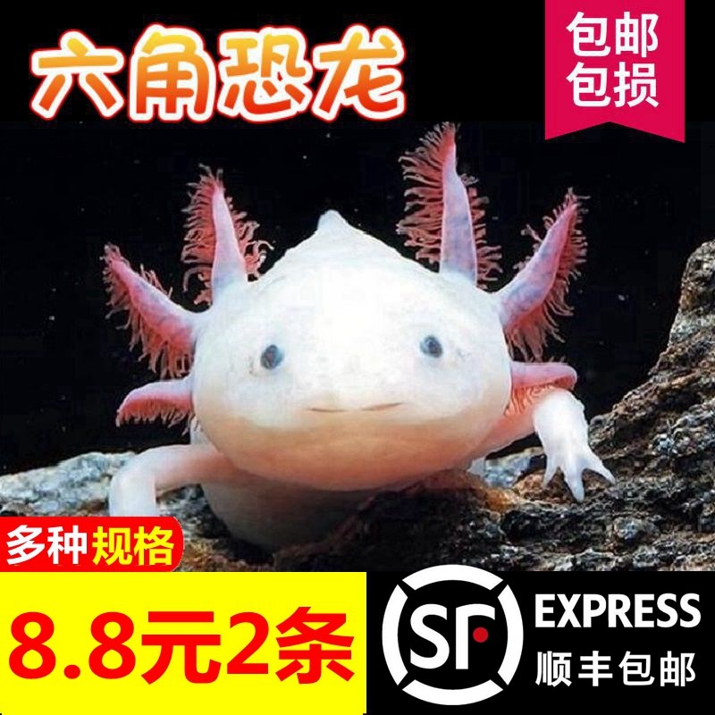 宠物大型六角恐龙小火龙鱼活体冷水清道夫鱼清洁鱼缸小型观赏鱼