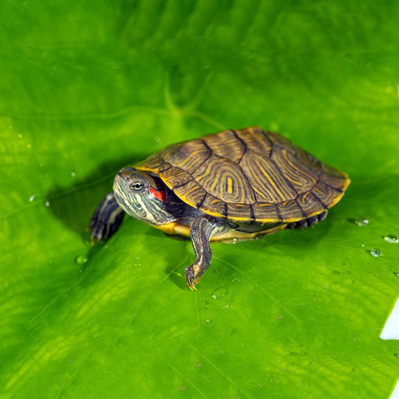 红耳巴西龟活体宠物龟绿色黄金龟水龟长寿观赏招财镇宅包活包损