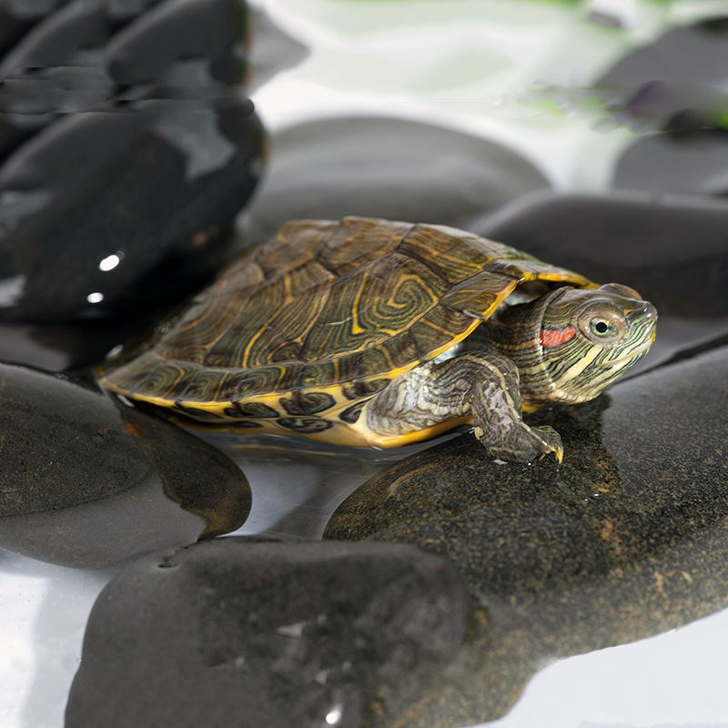 红耳巴西龟活体宠物龟绿色黄金龟水龟长寿观赏招财镇宅包活包损